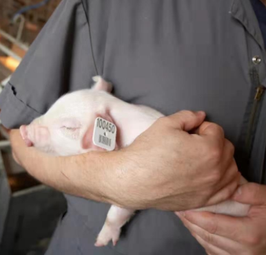 利用动物标签读卡器优化生猪育种工作